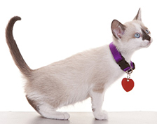 COLLARES Y ETIQUETAS PARA MASCOTAS