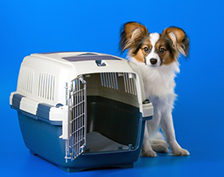 CAJAS Y ALFOMBRAS DE MASCOTAS